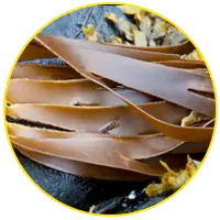 Fucoxanthine-lavaslim-ingredient