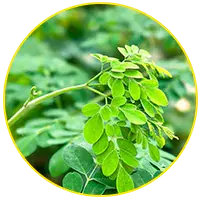 moringa-lavaslim-ingredient